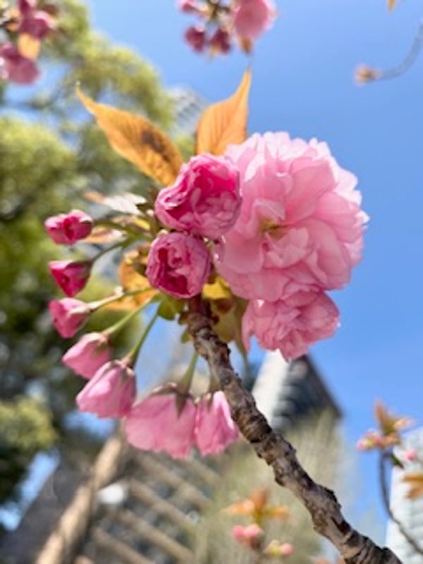 2024年4月10日、不忍池の北側にあるカンザンの桜が満開の様子。