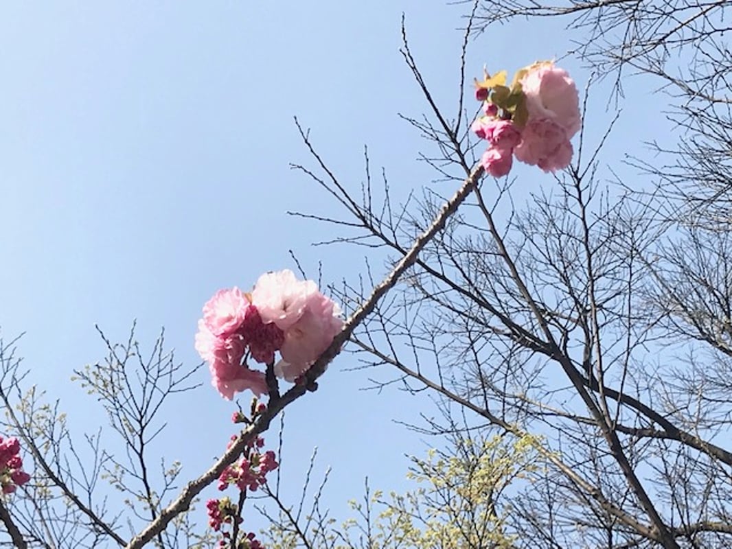 사진은 2022/4/7에 찍힌 불관지 동쪽의 야에베니토라노오를 보여줍니다.