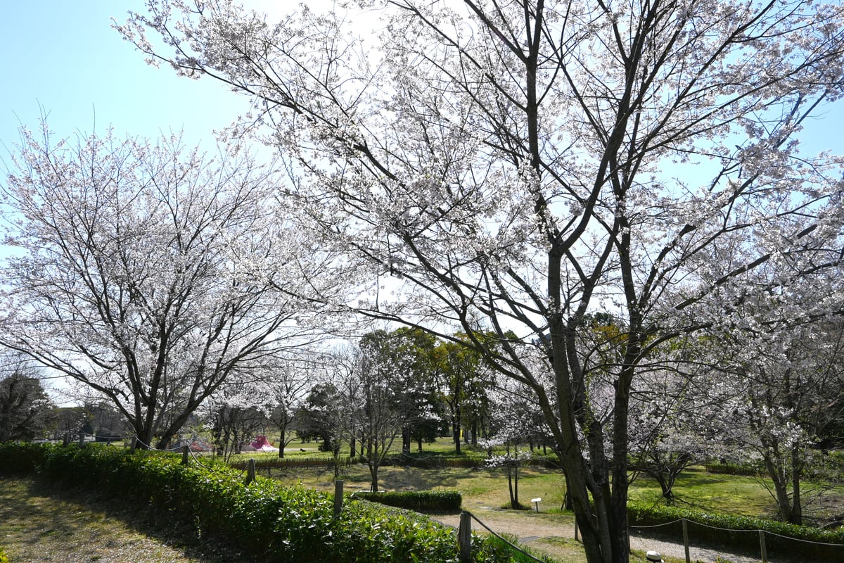 2024年4月1日，有一株开满花的彼岸樱。