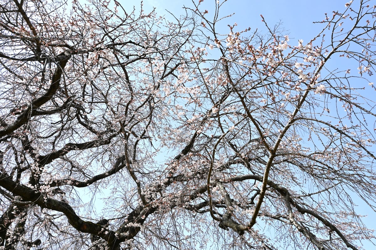 图片中展示了盛开的垂樱，背景是蔚蓝的天空，日期是2024-04-02。