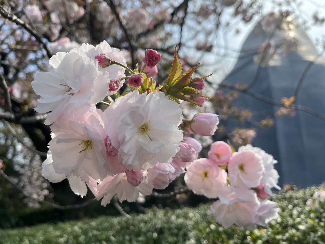 2023年3月31日、国立科学博物館脇のイチョウの様子。
