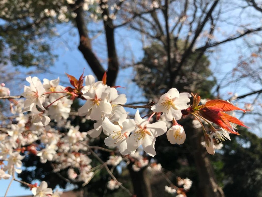 2021/3/28国立科学博物館近くのヤマザクラの様子です。