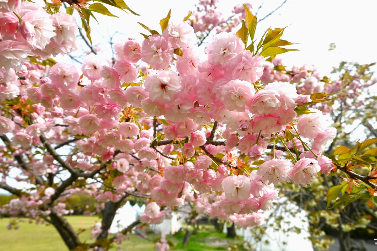 2024年4月11日，盛开的里樱花。