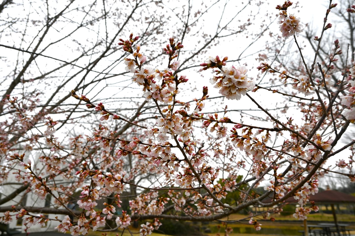 2024-03-25盛开的彼岸樱花。