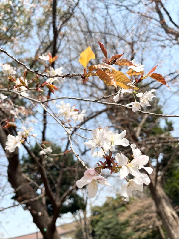 2025年3月25日に国立科学博物館前で撮影されたヤマザクラの様子を示しています。