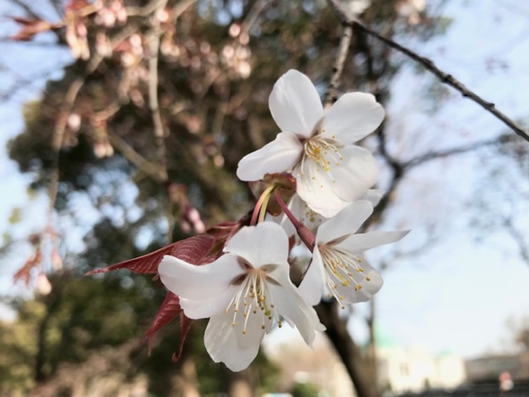 2022/3/25、国立科学博物館前のヤマザクラが満開です。