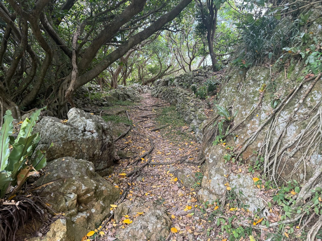 A person is climbing up a mountain, surrounded by a green forest.