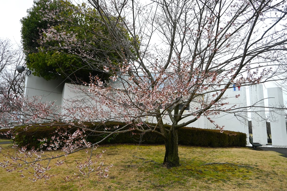 2024年3月25日的彼岸樱花。