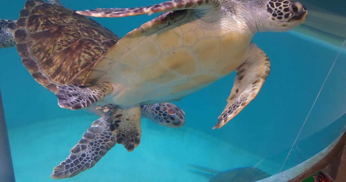 むろと廃校水族館