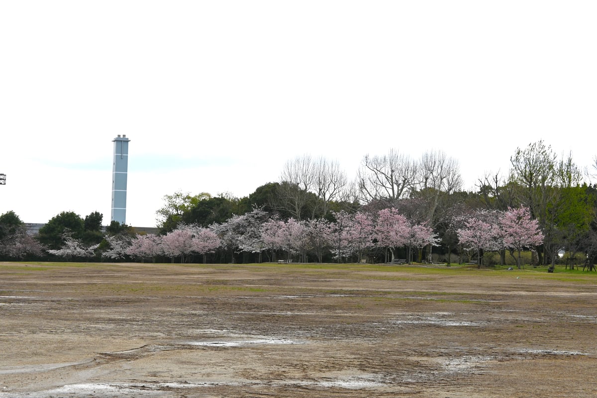 2024年4月4日，吉野樱盛开。