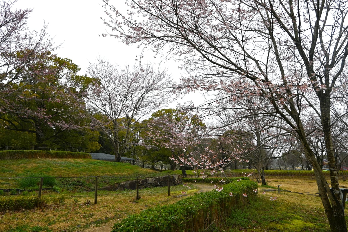 2024年3月25日，一朵粉红色的彼岸樱花盛开。