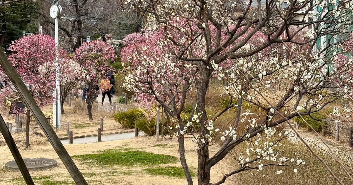 도쿄 스미다 공원 매화 산책로