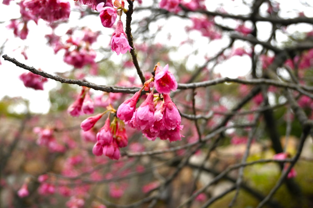 2024年3月25日に満開のカンヒザクラが鮮やかなピンクの花びらを見せる。