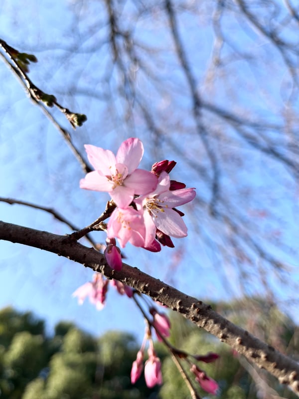 2025年3月21日、伊豆栄梅川亭前にあるベニシダレが満開の様子です。