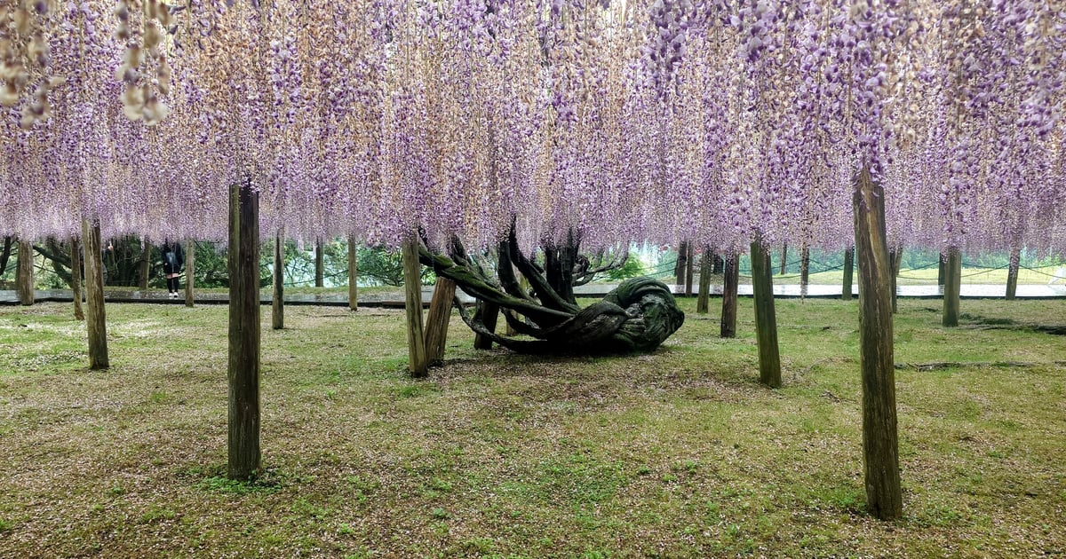 河内藤园