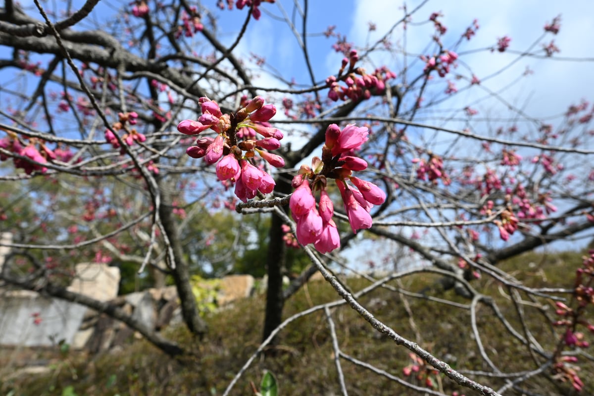 画像には青空を背景にピンクの花が咲き誇るカンヒザクラが描かれています。
