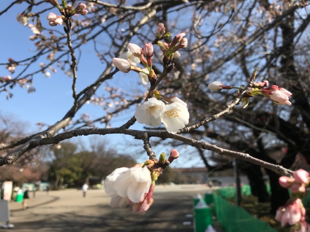 2022/3/20 마사오카 시키 기념 경기장 옆의 F1 모습입니다.