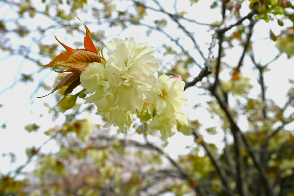 2024年4月11日，盛开的里樱花。