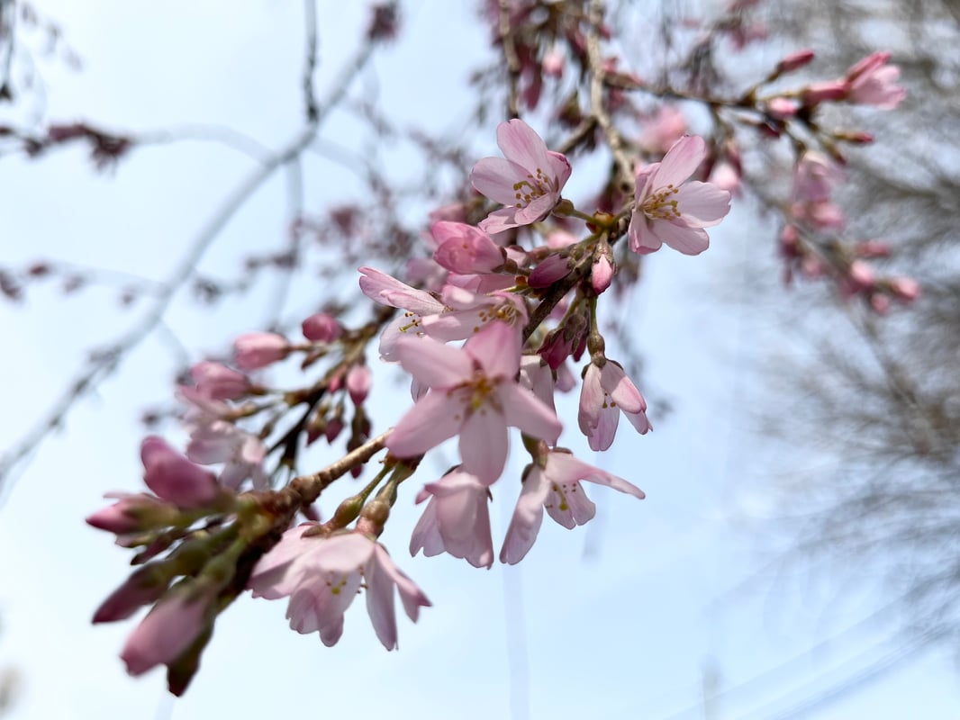 2023/3/12、伊豆栄梅川亭前の紅枝垂れ桜の開花状況。