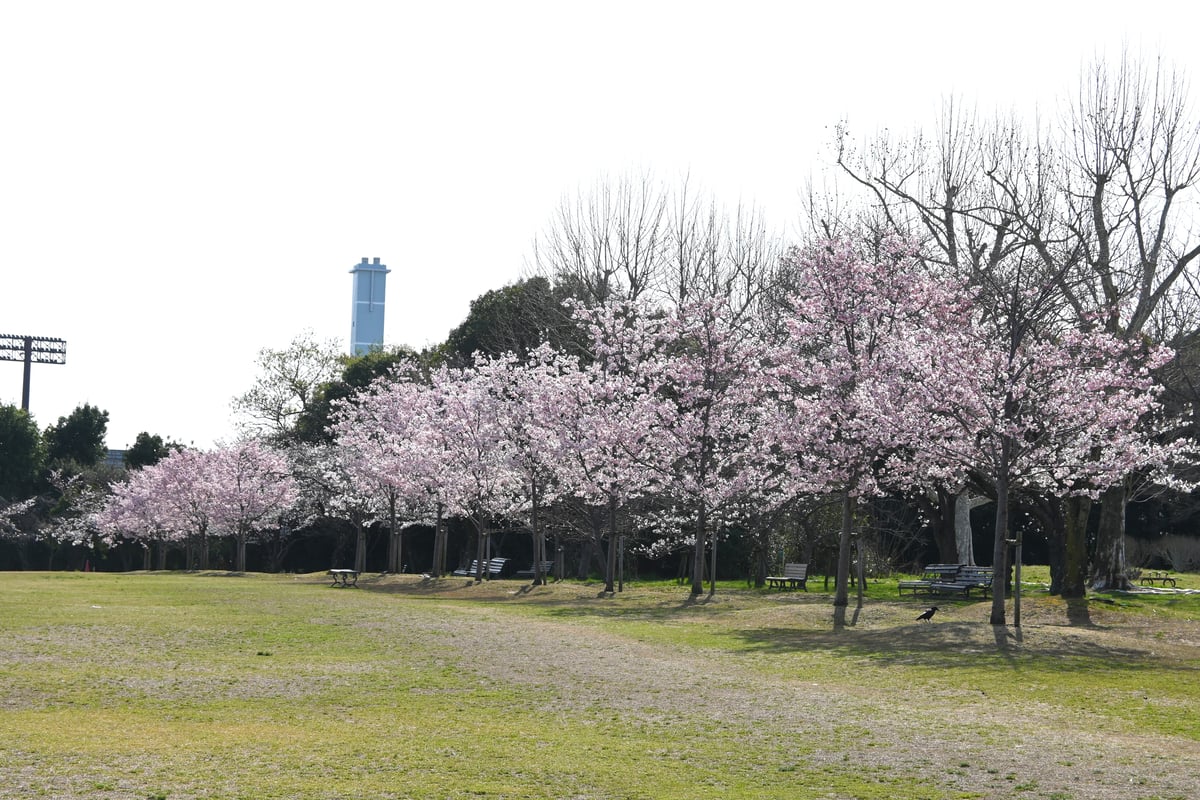 2024年4月2日，盛开的神代曙樱花。